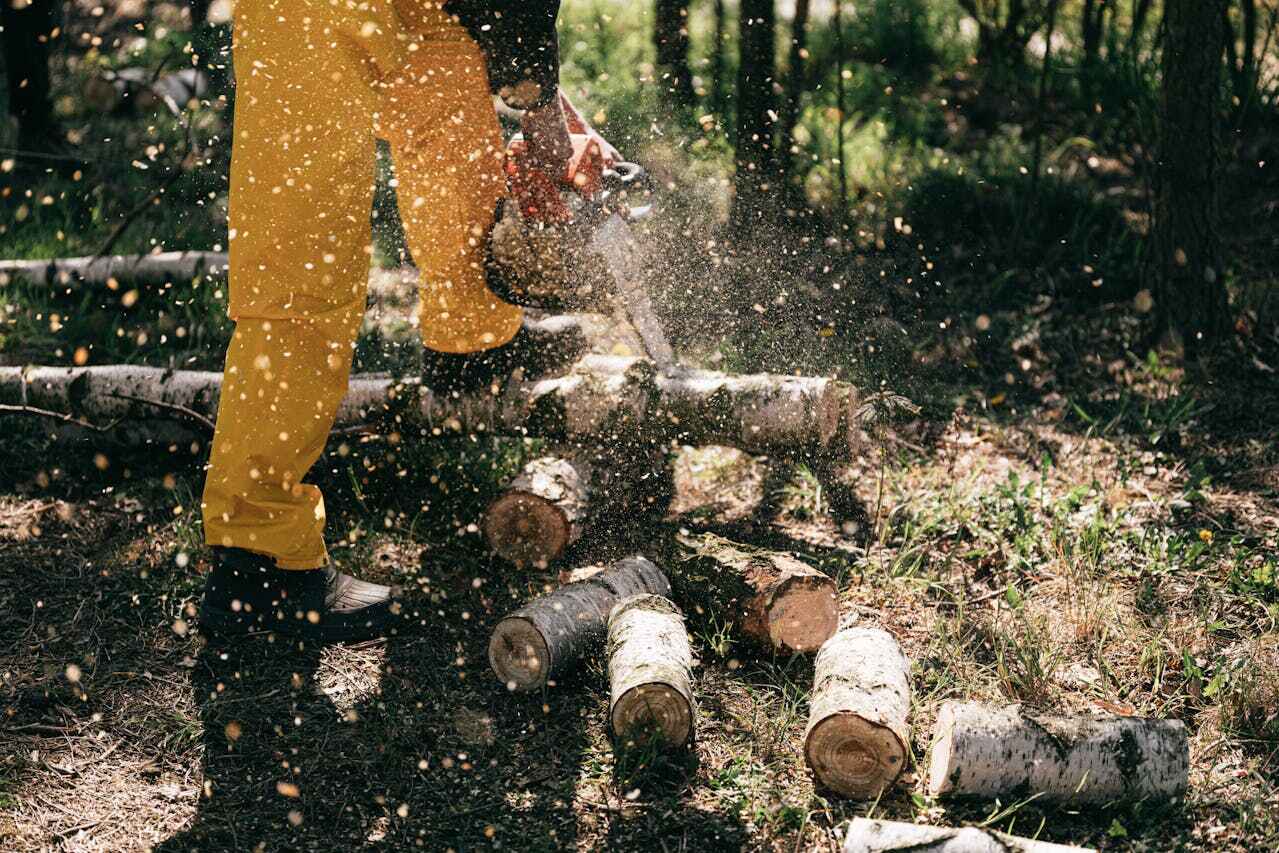 The Steps Involved in Our Tree Care Process in Hoschton, GA